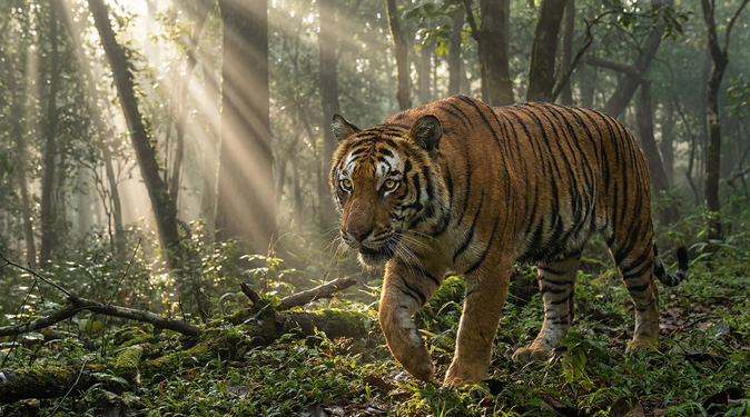 呦呦视频老虎视频
